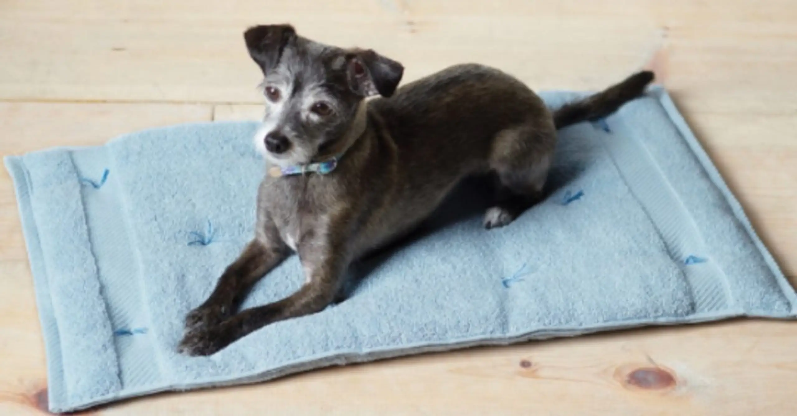 15 Dog Hacks Guaranteed To Get Tails Wagging